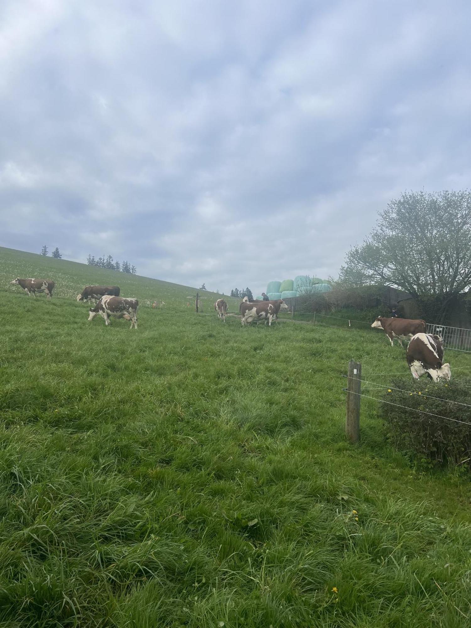 Kapellenhof Ferienwohnungen Triberg im Schwarzwald Екстер'єр фото