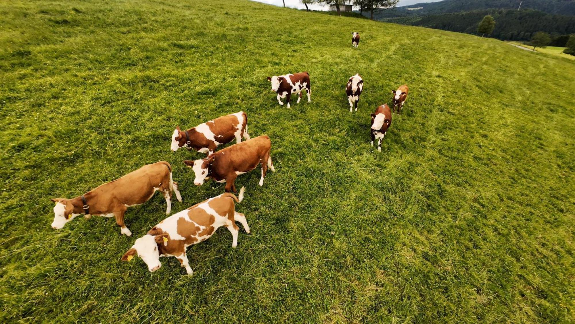 Kapellenhof Ferienwohnungen Triberg im Schwarzwald Екстер'єр фото